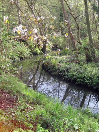 maple leaf creek