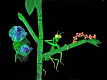 Secret Life of Bugs