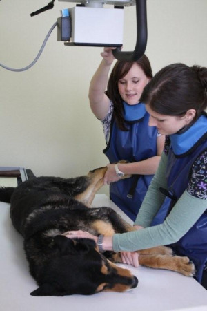 maple_leaf_veterinary