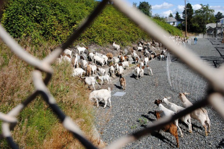 goats_fence