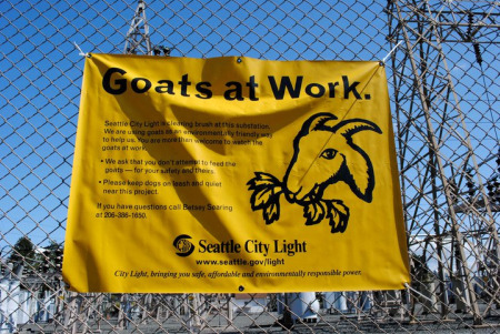 goats_work