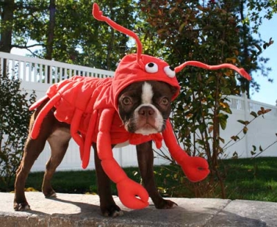 howl-o-ween_lobster