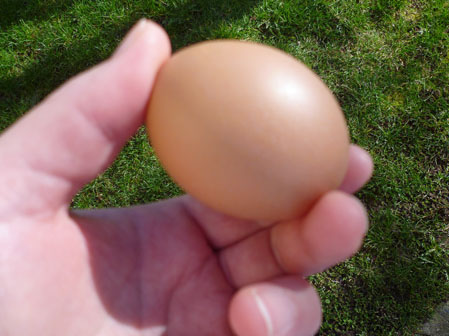 chickenegg