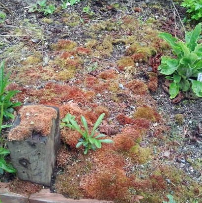 moss_gardenbed