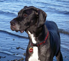 lost_great_dane