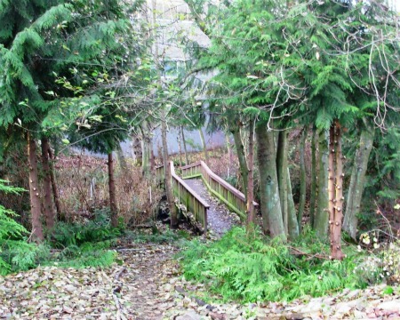 beaver-pond-vandalized-bridge