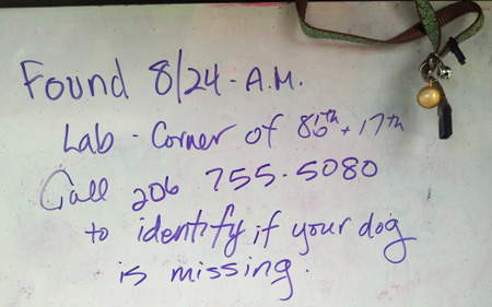 lost_dog_August