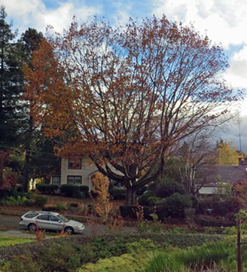 tree after sunrise1a