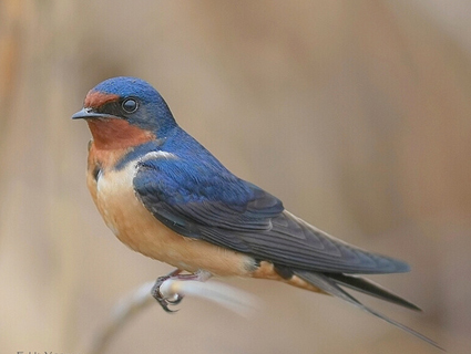barn_swallow_1