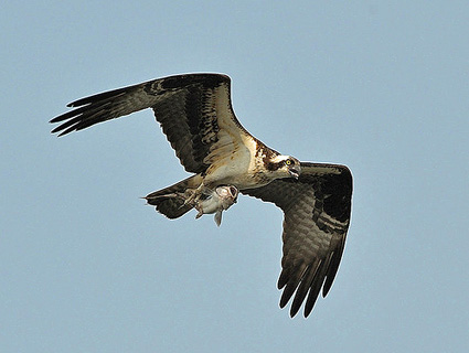 osprey_6