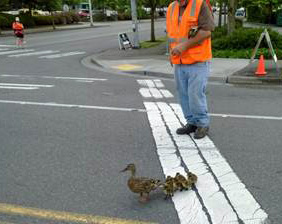 duck crossing